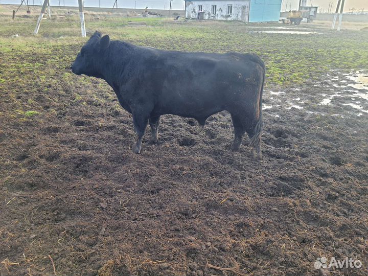 Быки на племя