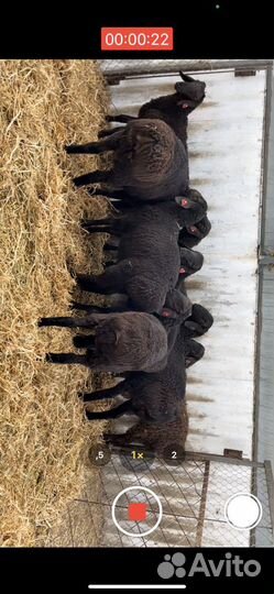 Баранчики Гиссарской породы