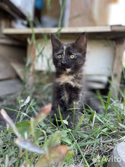 Котята в добрые руки бесплатно