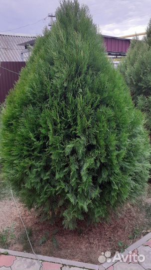 Туя Восточная