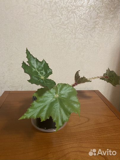 Бегонии воротничковые манжетные