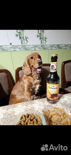 Кобель для вязки спаниель