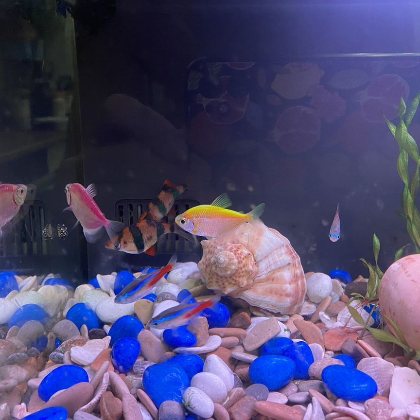 Умный аквариум Xiaomi Mijia SMART Fish Tank MYG100