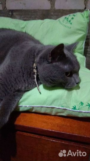 Русская голубая в добрые руки