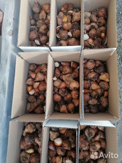 Махровые луковицы тюльпанов