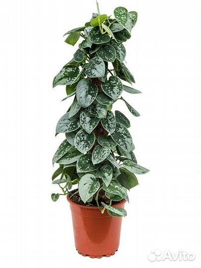 Цветы комнатные