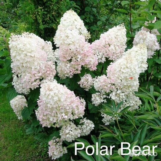 Гортензия метельчатая,отправка по всей России