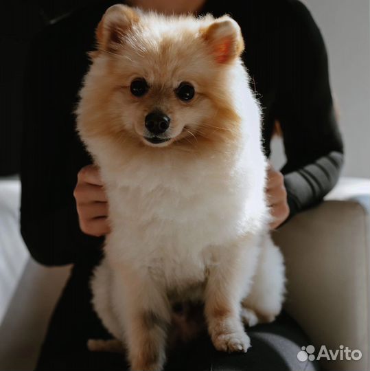 Случка шпиц