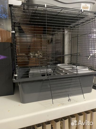 Клетки с хомяками