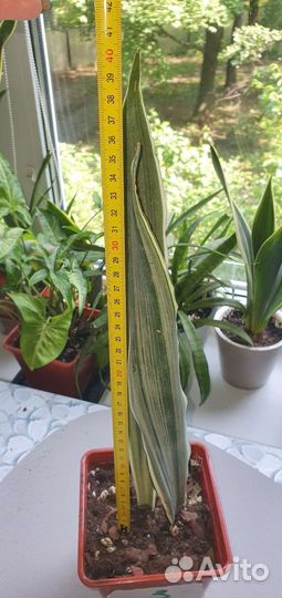 Сансевиерия сортовая