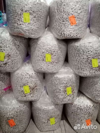 Мицелий вешенки зерновой