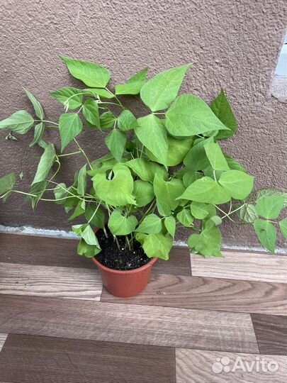 Рассада огурцов,сладких перцев, фасоли стручковой