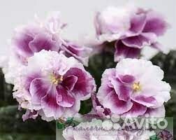 Сортовые фиалки