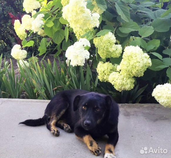 Ищет дом собачка небольшого размера Ксюша