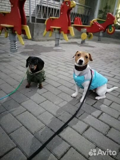 Дрессировка индивидуально