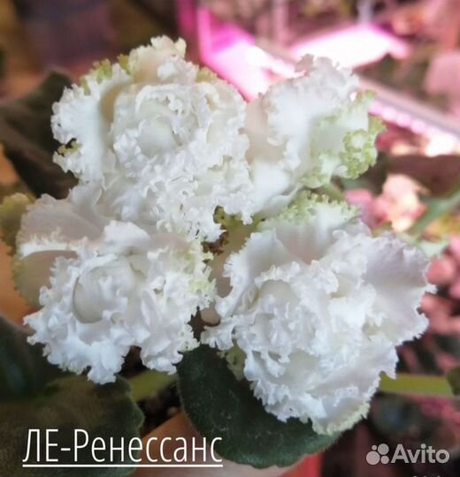 Цветущие фиалки