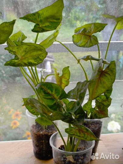 Сингониумы сортовые (комнатные растения)