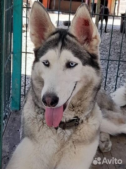 Хаски ищет дом