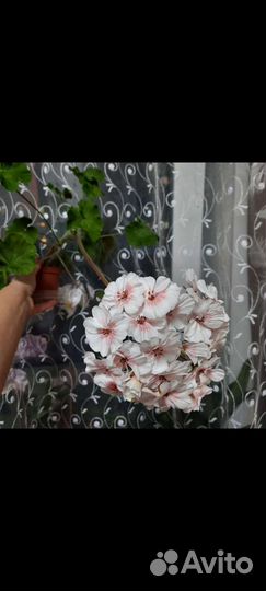 Пеларгония герань