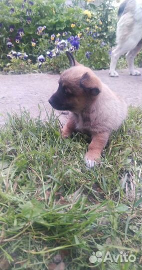 Маленькие щенки в добрые руки бесплатно