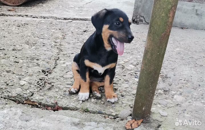 Щенки бесплатно