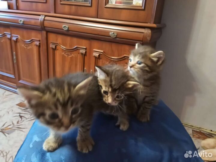 Кошка в дар