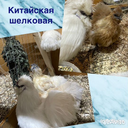 Цыплята и ия породных кур