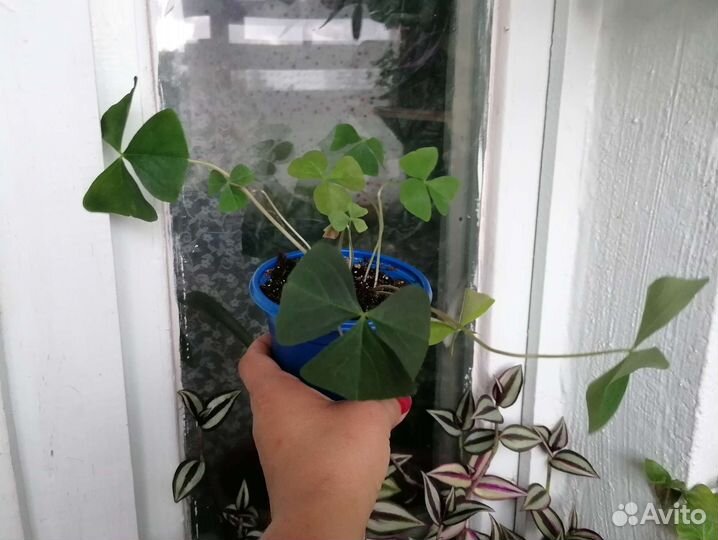 Кислицы (оксалис). Хлорофитум