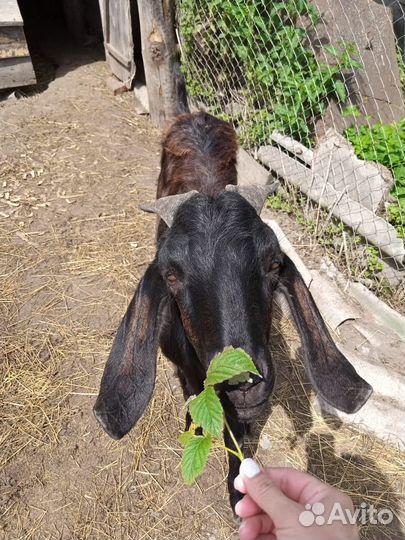 Нубийский козел вязка