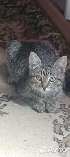 Котенок в добрые руки