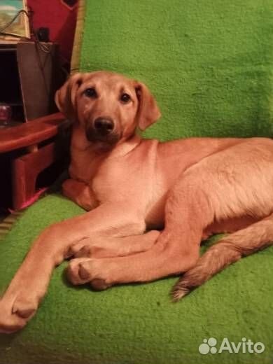 Бетти ищет дом