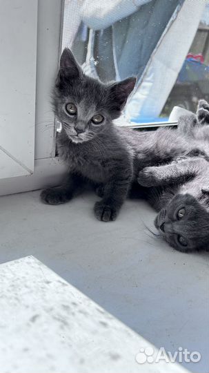 Котята, 2 месяца Мальчики