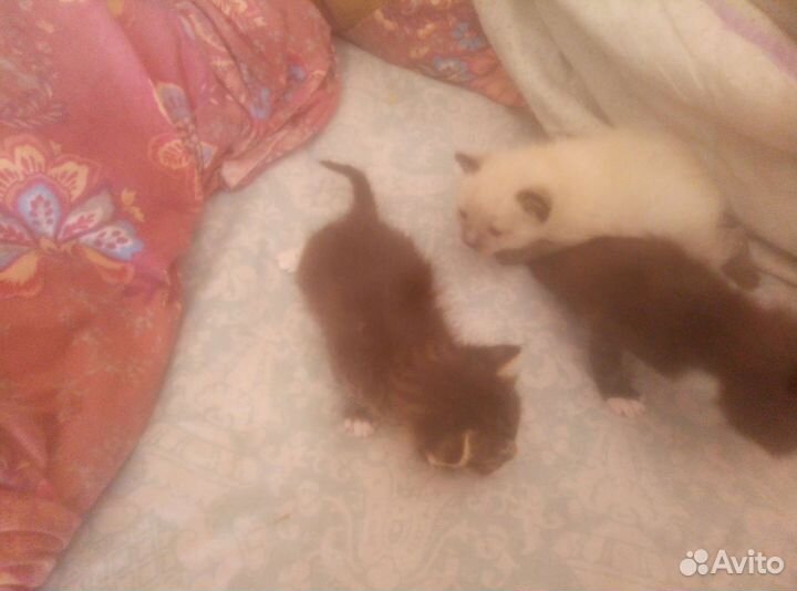 Котята отдам в добрые руки бесплатно