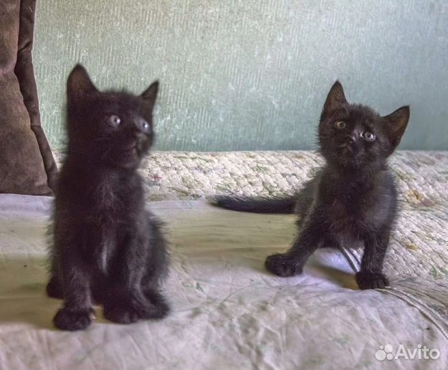 Котятки в добрые руки