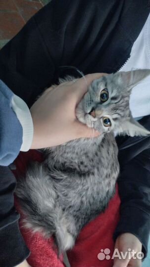Найдена кошка