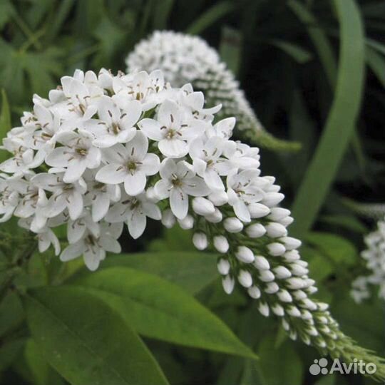 Вербейник Ландышевый саженцы