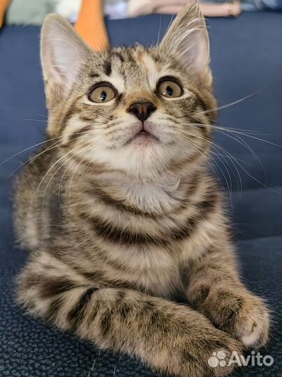 Котенок в добрые руки