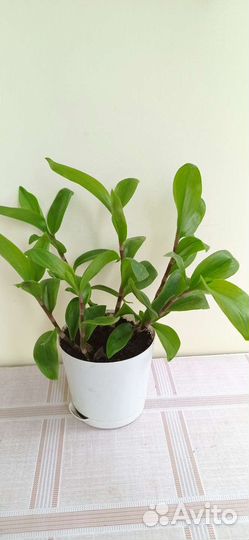 Традесканция