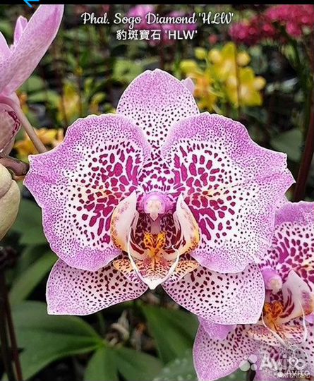 Орхидея Sogo Diamond бабочка