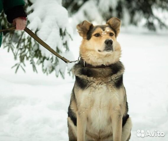 Овчаристая Собака Яша в добрые руки