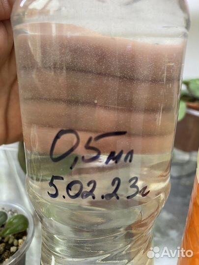 Инфузория (живая пыль)