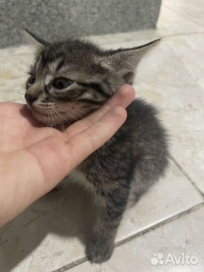 Кошка в дар