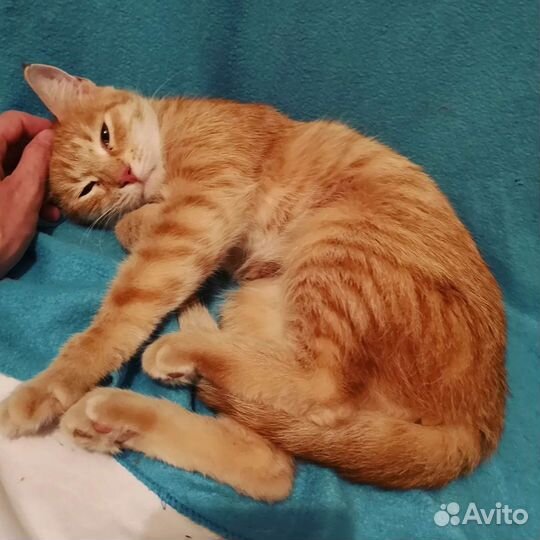 Рыжая кошка ищет дом