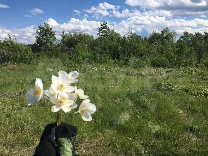 Участок 10 сот. (СНТ, ДНП)