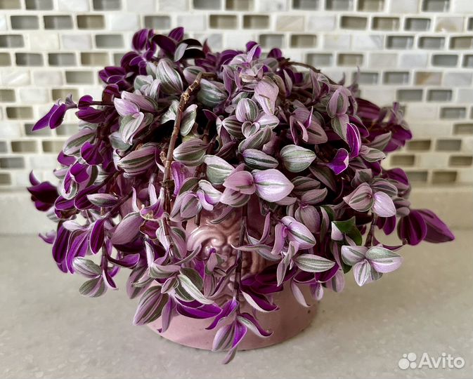 Традесканция (разные сортовые разновидности)