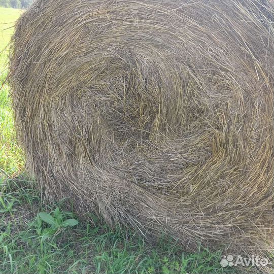 Сено в тюках