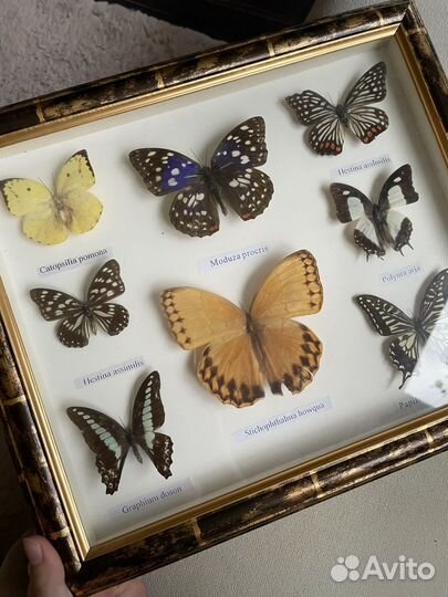 Бабочки в рамках