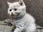 Шотландские вислоухие котята прямоушки объявление продам