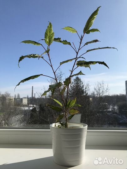 Гибискус Пестролистный / Комнатные растения