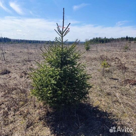 Ель новогодняя оптом